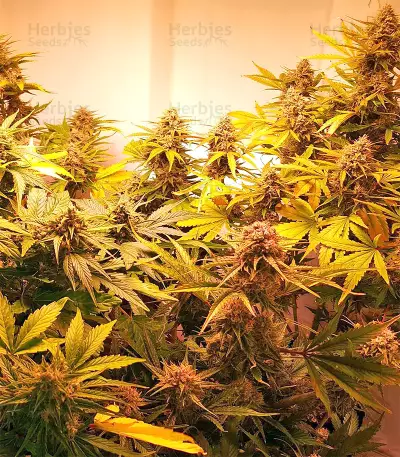 Triangle Kush Auto (Mephisto Genetics) Cannabis-Samen