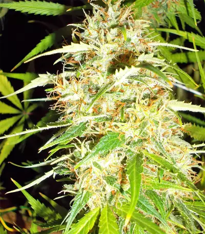 Zamaldelica Regular seeds
