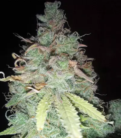 Z Glue feminized seeds (Expert Seeds)