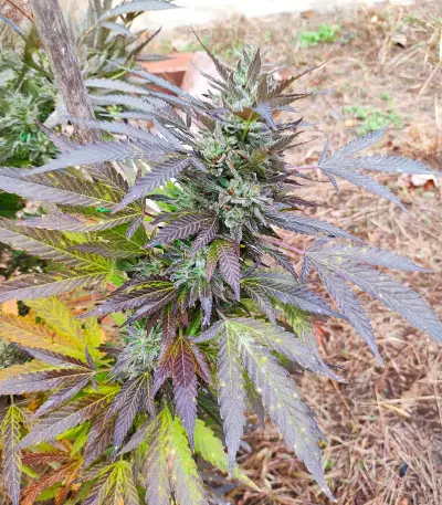 Afghan Kush x Super Skunk (Herbies Seeds)