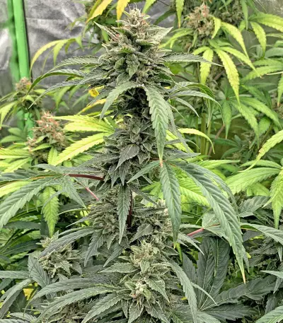 Bruce Banner strain