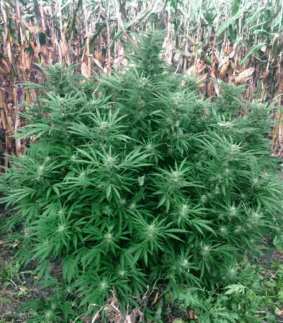 Critical Lights (Expert Seeds) Seeds