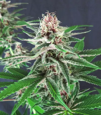 DDoS #33 Seeds (Herbies Seeds)