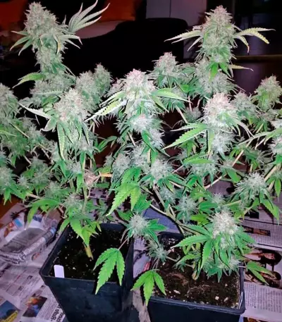 Dutch Dragon (Paradise Seeds)