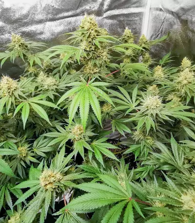 Glue Sherbert Seeds (AlphaFem Seeds)