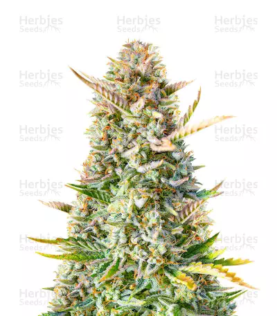 Gorilla Sherbet F1 Fast Version feminized seeds