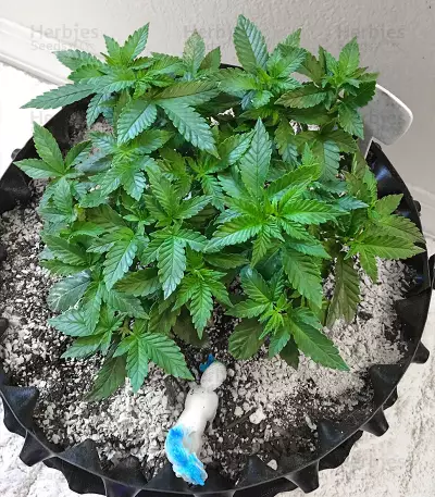 Ice Bomb (Bomb Seeds)