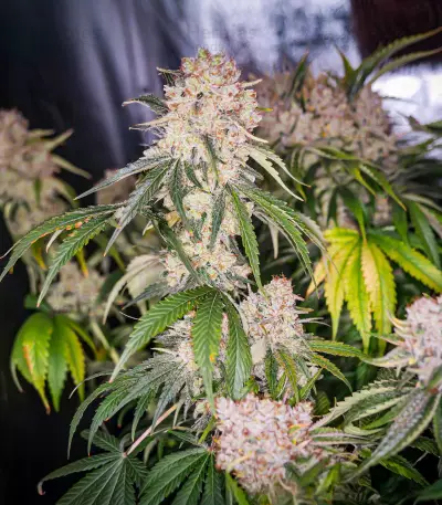 Semillas Feminizadas Keep Frosted Guava Autoflower (Seedkeepers)