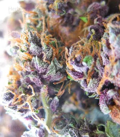 Semi Femminizzati Blackwater (Original Sensible Seeds)
