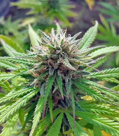 Northern Lights Seeds (Nirvana Seeds)