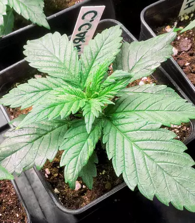 OG Kush feminized seeds (Kera Seeds)