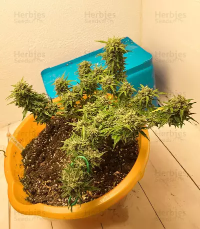 Skunk Auto feminized seeds (GHS)