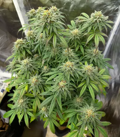 Sour Strawberry Seeds (Barney's Farm)