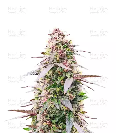 Semillas Feminizadas All Gas OG Autoflower (Humboldt Seed Company)