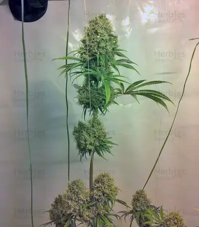 Arjan's Strawberry Haze (GHS)
