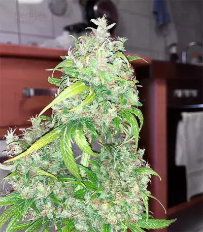 Arjan's Strawberry Haze (GHS)