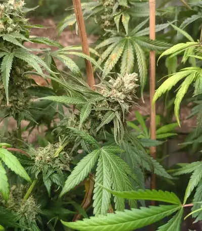 Graines de cannabis Black Berry OG (Emerald Triangle Seeds)