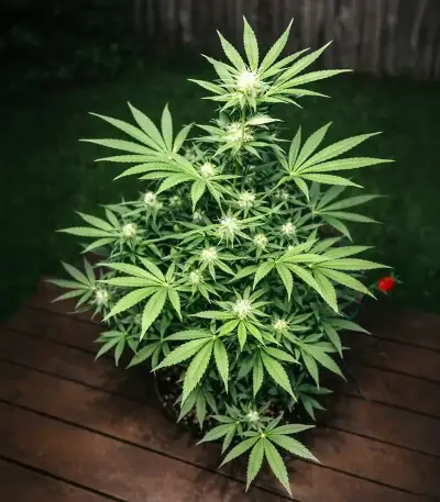 Black Toffee Auto Seeds