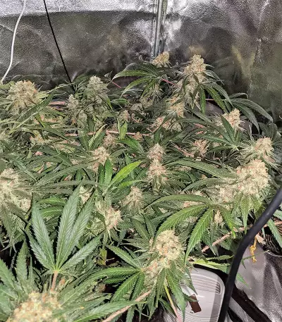 Blackberry Gum Seeds
