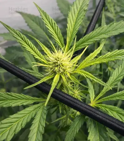 Bruce The Russian Seeds