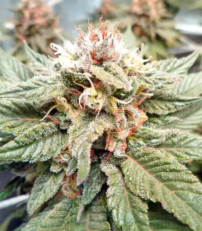 Bubba Delight Regular seeds