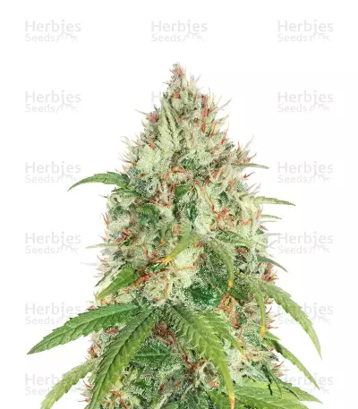 Dessert Mix Pack Seeds From Herbies Seeds
