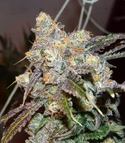 Semi femminizzati Do-G