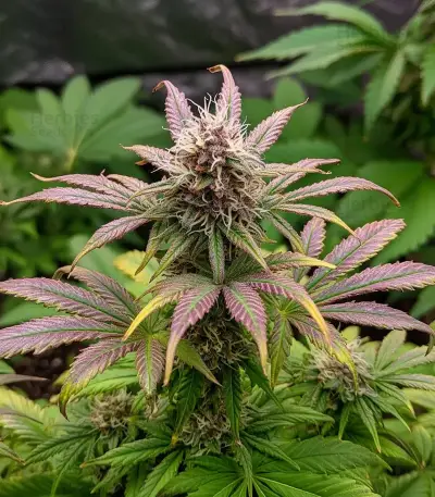 Do-Si-Dos Auto Seeds