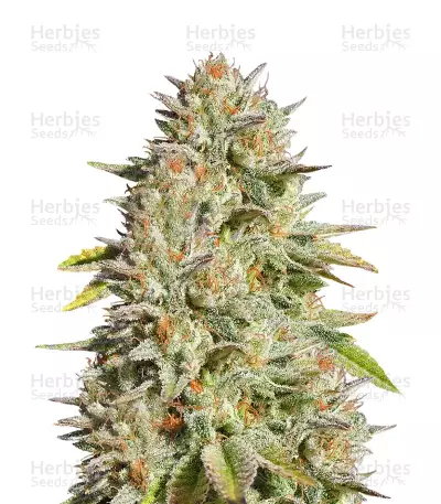 GG#4 Original Glue feminized seeds (Original Sensible Seeds)