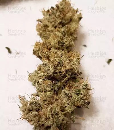 Gorilla Girl feminized seeds (Sweet Seeds)