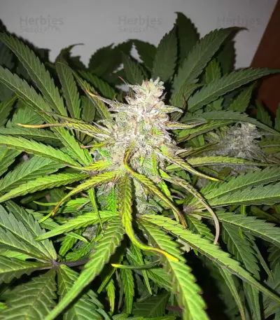 Hindu Kush regular (Sensi Seeds)