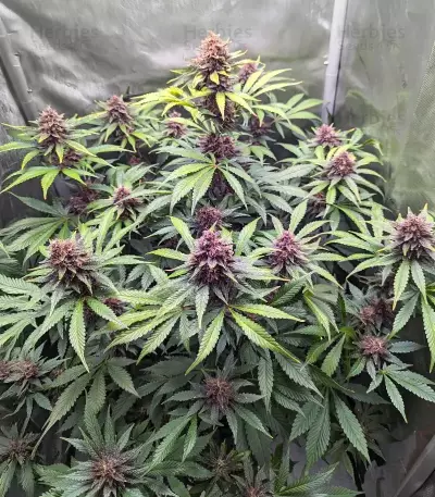 Humboldt Dream Feminized (Humboldt Seeds Company)