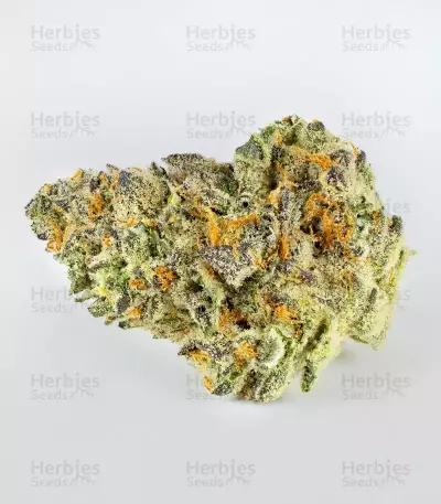 Kush Mints Fast Version Feminized Seeds (Seedkeepers)