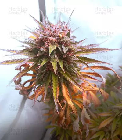 Mexican Sativa Seeds