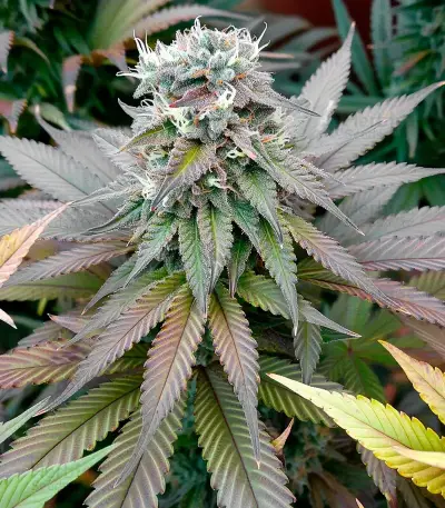 Milky Dreams Seeds