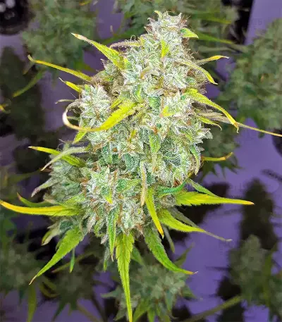 Graines de cannabis Panama (CannaBioGen)