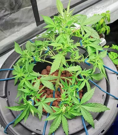 Pineapple Gum feminized seeds