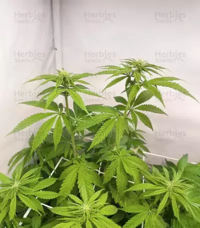 Purple Gelato Autoflower Feminized Seeds (Seedkeepers)