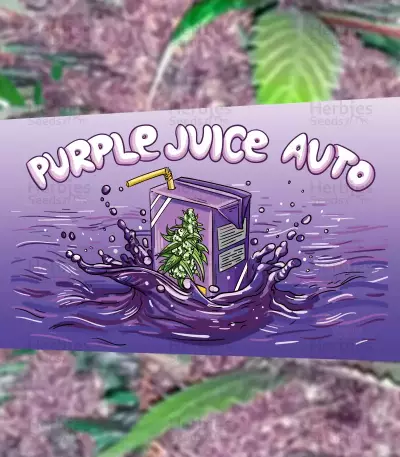 Graines de Purple Juice Auto (Herbies Seeds)