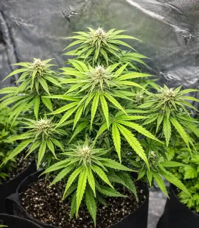 Purple Lemonade Auto Seeds