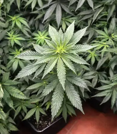 Runtz Triploid feminized seeds