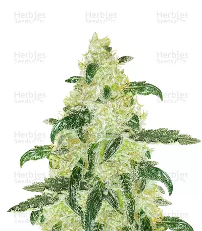 Samsquanch OG Auto (Mephisto Genetics)