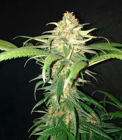 Shogun feminized seeds