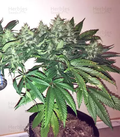 Tikal Seeds - Cannabis Strain Seeds for Sale