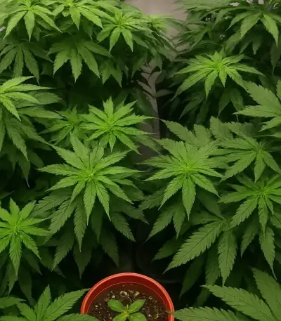 Trippy Sherbert Punch Auto feminisierte Samen (Big Head Seeds)