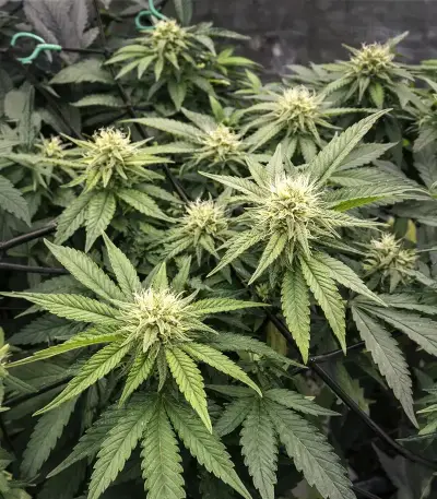 Widow 2004 regular seeds