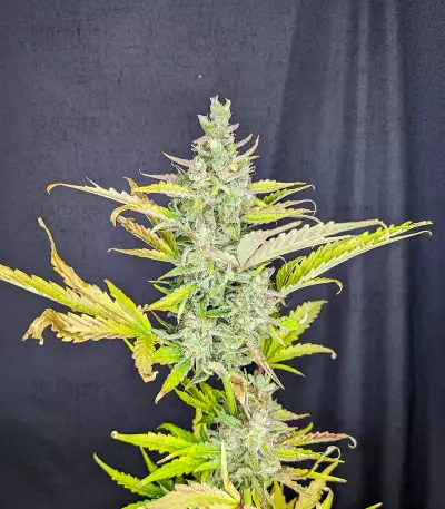 Trainwreck Fast Version (Seedkeepers)