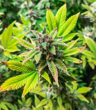 Watermelon Z Fast Version Feminized Seeds (EGS)