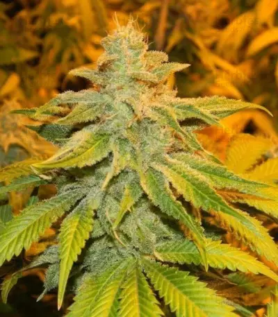White Widow (GHS)