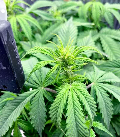 Amnesia Haze Autoflower (Herbies Seeds)